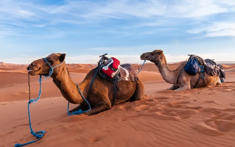Two camels with backpacks resting in the desert, showcasing a scene from Marrakech tours.